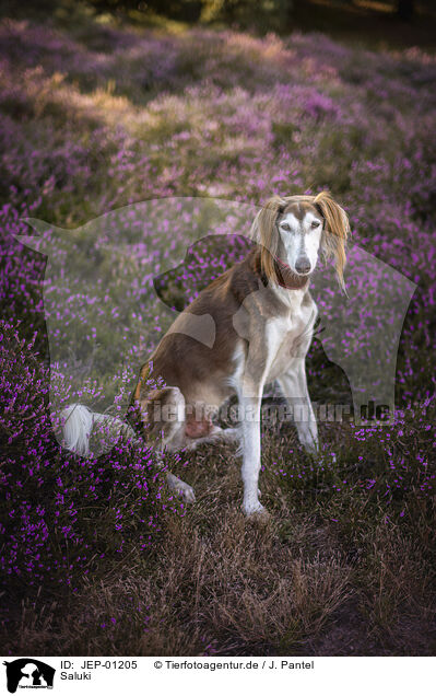 Saluki / JEP-01205