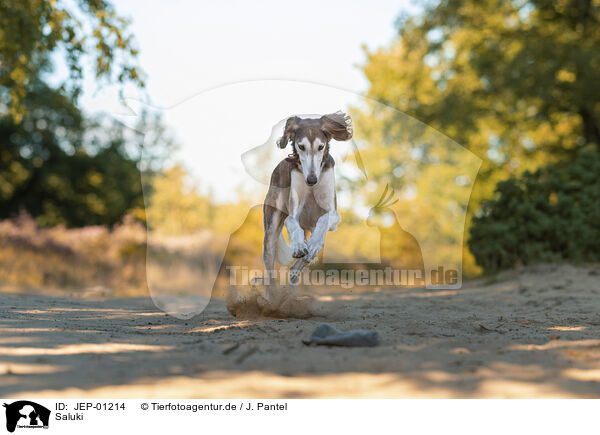 Saluki / Saluki / JEP-01214