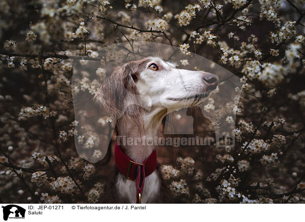 Saluki / JEP-01271