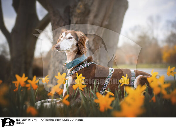 Saluki / Saluki / JEP-01274