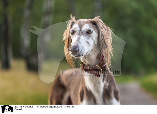 Saluki / JEP-01282