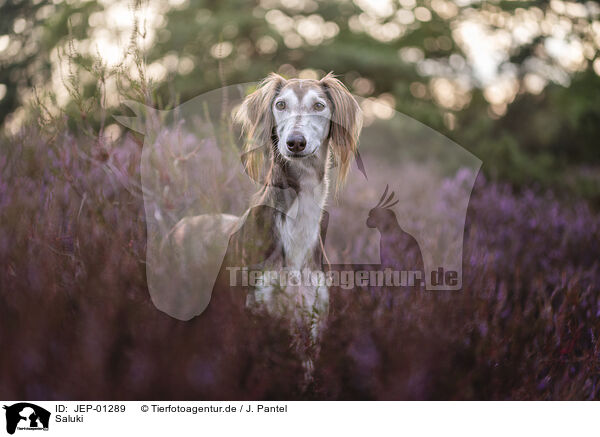 Saluki / Saluki / JEP-01289