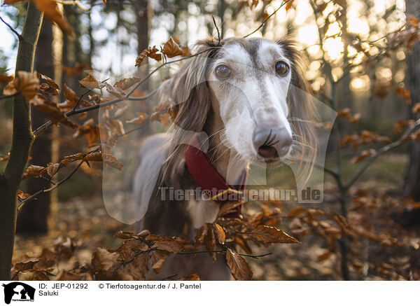 Saluki / Saluki / JEP-01292
