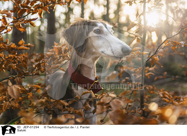 Saluki / Saluki / JEP-01294