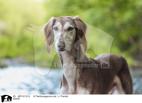 Saluki / JEP-01313