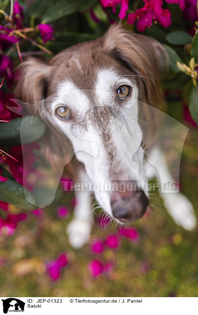 Saluki / JEP-01323