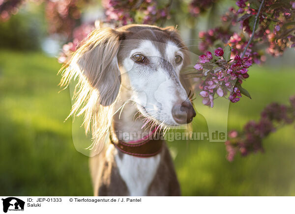 Saluki / JEP-01333