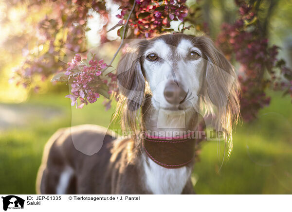 Saluki / Saluki / JEP-01335