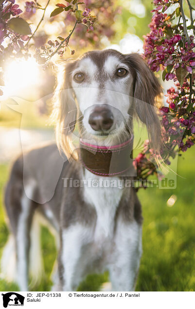 Saluki / Saluki / JEP-01338