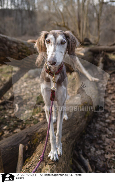 Saluki / JEP-01341