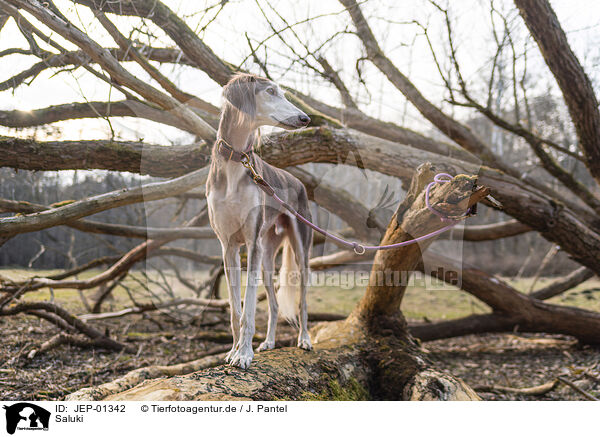 Saluki / JEP-01342