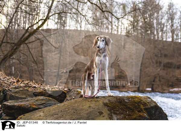 Saluki / Saluki / JEP-01346