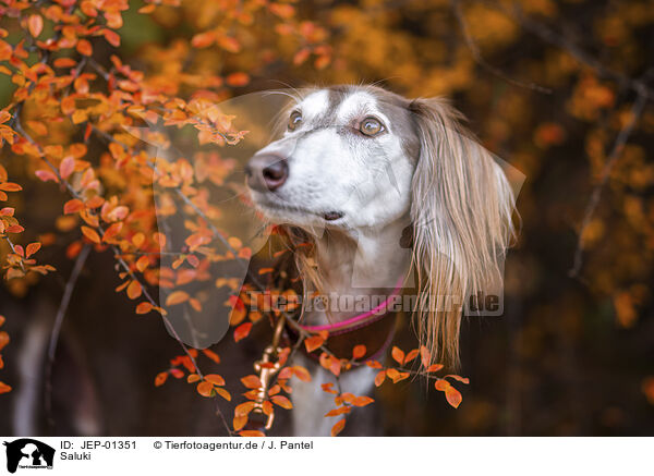 Saluki / JEP-01351