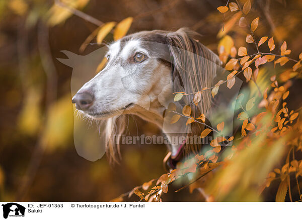 Saluki / JEP-01353
