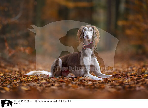 Saluki / JEP-01355