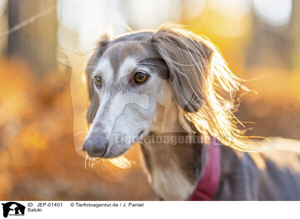 Saluki / JEP-01401