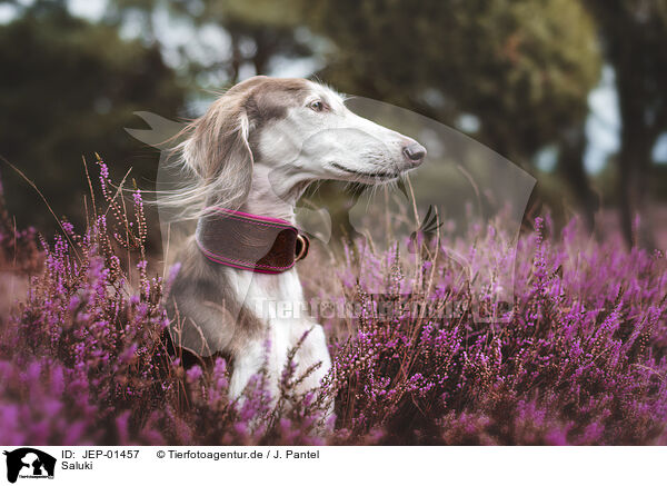Saluki / Saluki / JEP-01457