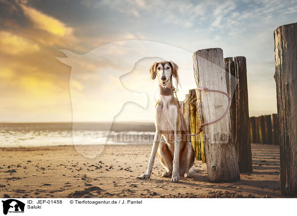 Saluki / Saluki / JEP-01458