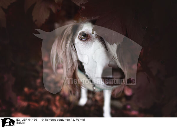 Saluki / Saluki / JEP-01466