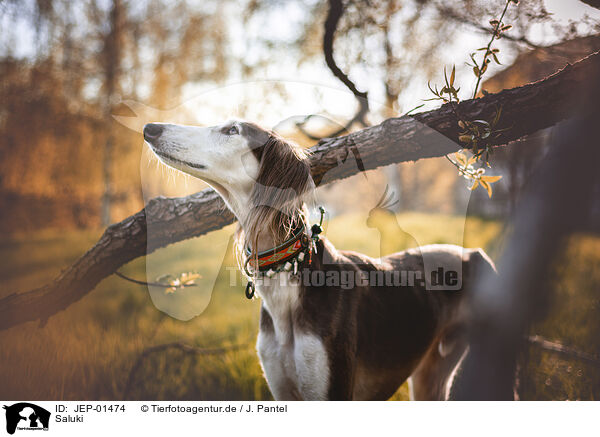 Saluki / Saluki / JEP-01474