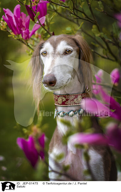 Saluki / JEP-01475