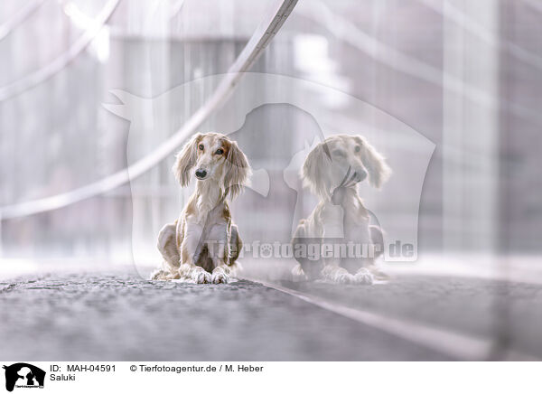 Saluki / Saluki / MAH-04591