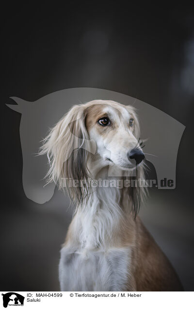 Saluki / Saluki / MAH-04599