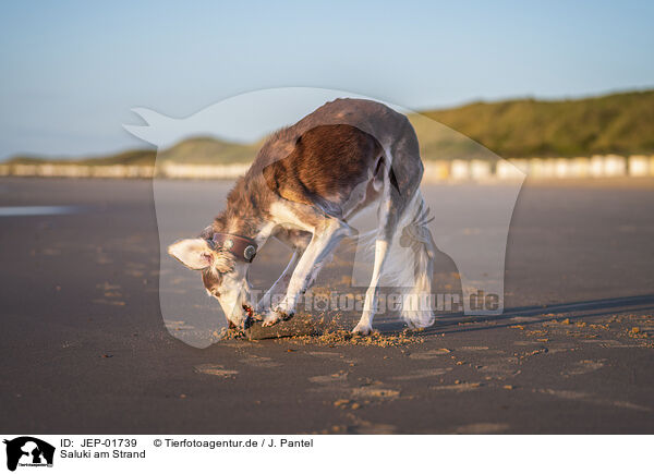 Saluki am Strand / JEP-01739