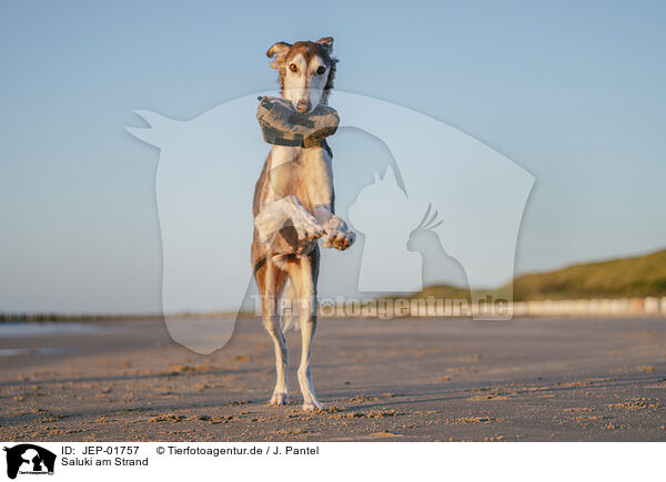 Saluki am Strand / Saluki on the beach / JEP-01757