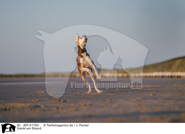 Saluki am Strand / JEP-01760