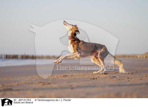 Saluki am Strand / Saluki on the beach / JEP-01763