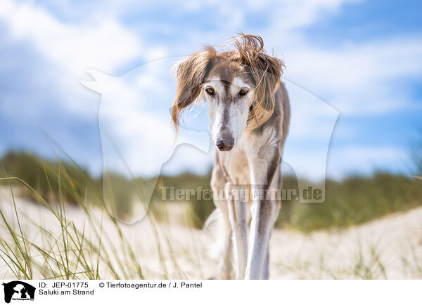 Saluki am Strand / JEP-01775