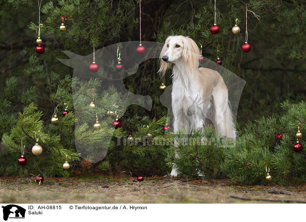 Saluki / Saluki / AH-08815