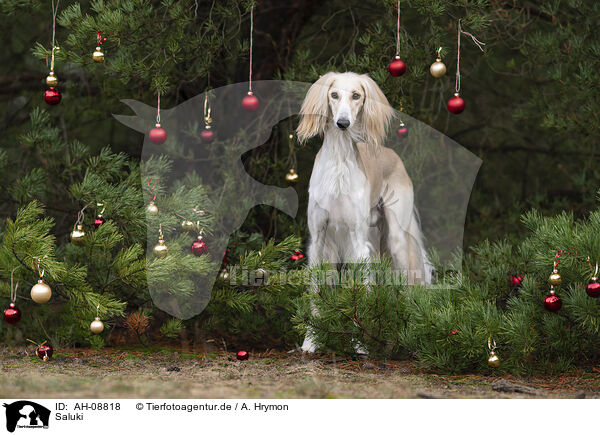 Saluki / Saluki / AH-08818