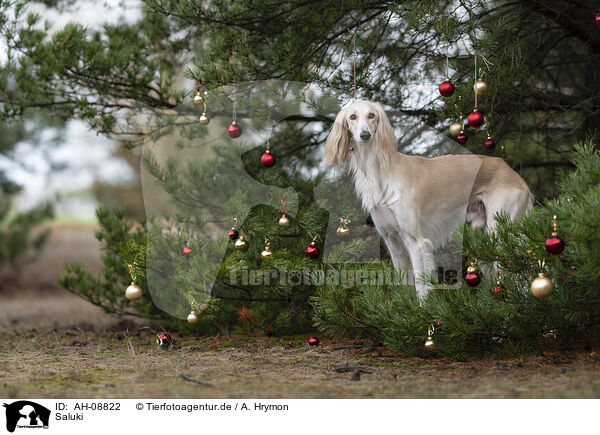Saluki / Saluki / AH-08822