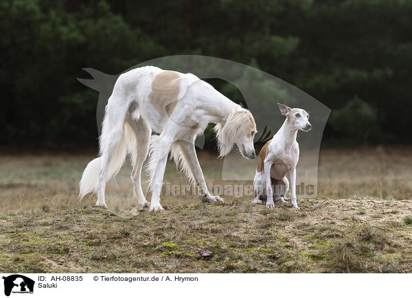 Saluki / Saluki / AH-08835