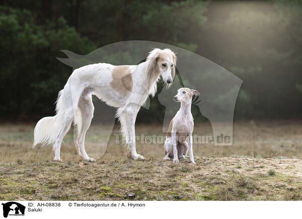 Saluki / Saluki / AH-08838