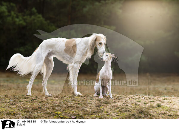 Saluki / Saluki / AH-08839
