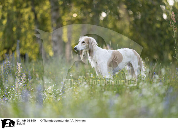 Saluki / Saluki / AH-08850