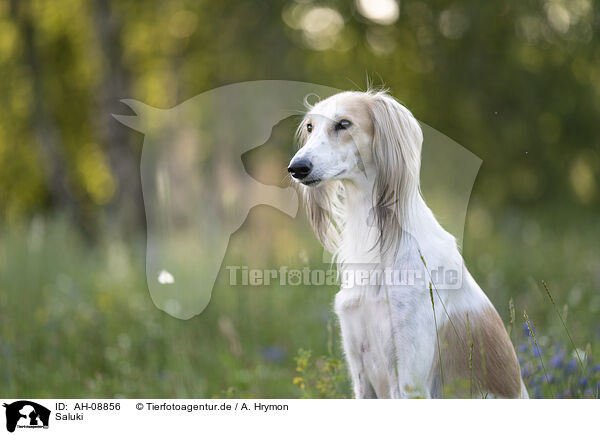 Saluki / Saluki / AH-08856
