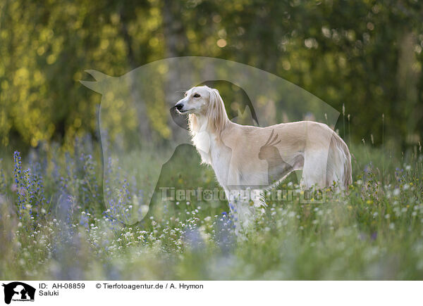 Saluki / Saluki / AH-08859