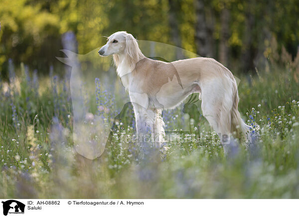 Saluki / AH-08862