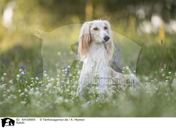 Saluki / Saluki / AH-08865