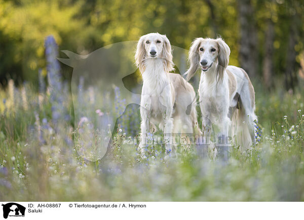 Saluki / Saluki / AH-08867
