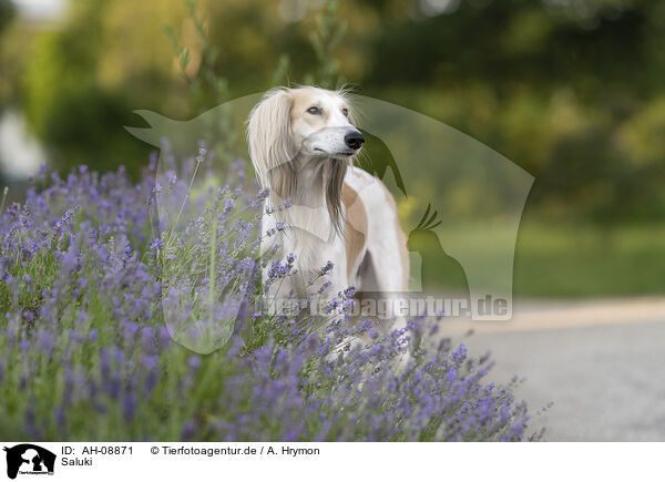 Saluki / Saluki / AH-08871