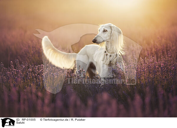 Saluki / Saluki / RP-01005