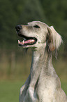 Saluki Portrait