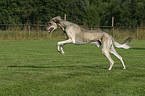 Saluki in Bewegung