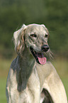 Saluki