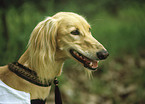 Saluki Portrait